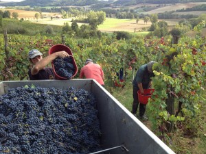 Vendemmia Azienda Agricola Morando Silvio