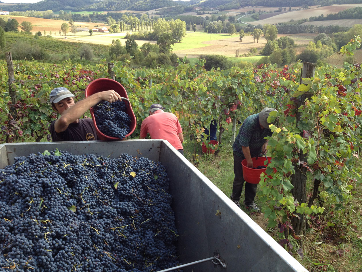 Vendemmia Azienda Agricola Morando Silvio