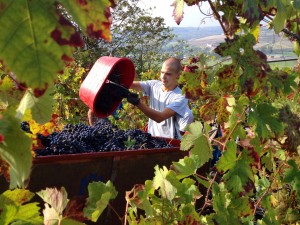 Vendemmia Azienda Agricola Morando Silvio