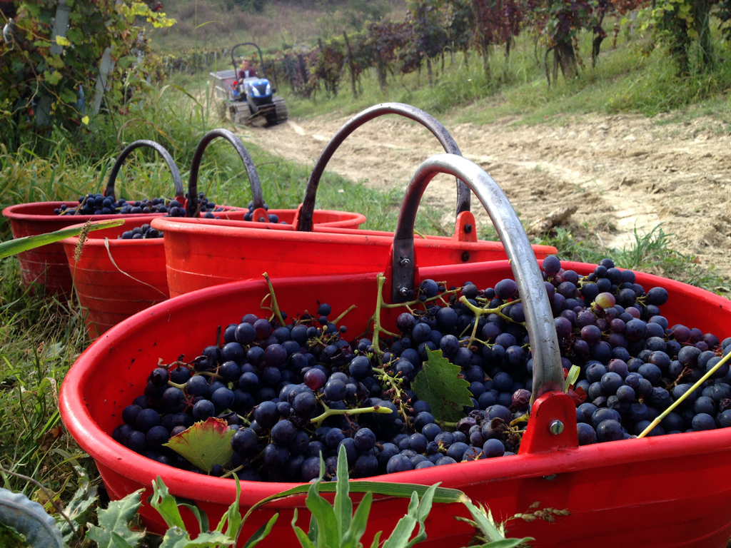 Vendemmia Azienda Agricola Morando Silvio