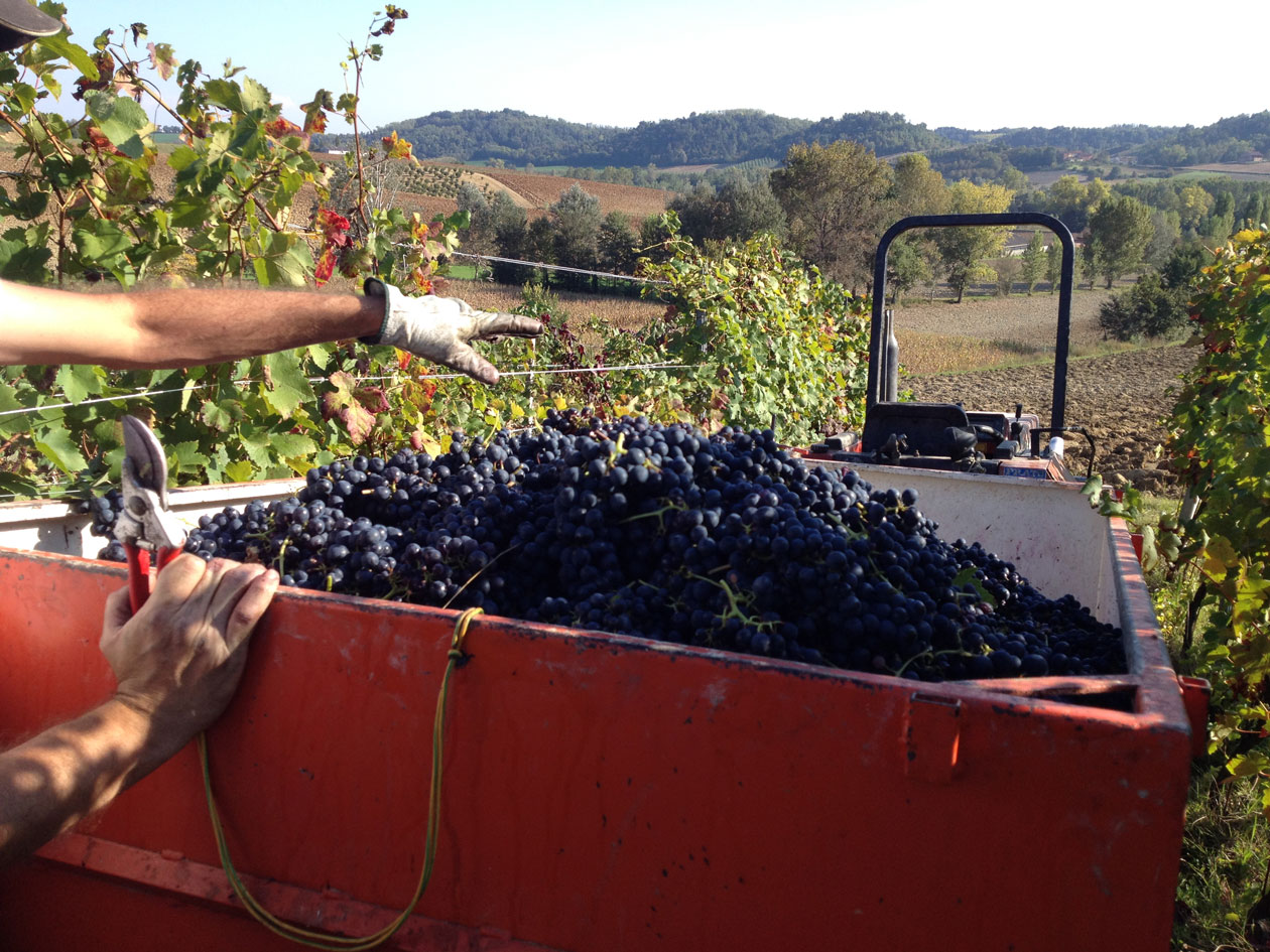 Vendemmia Azienda Agricola Morando Silvio