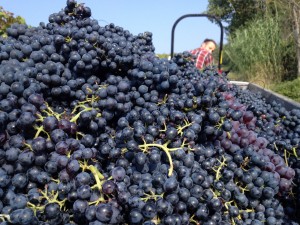 Vendemmia Azienda Agricola Morando Silvio