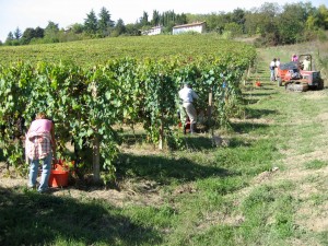 Vendemmia alle Coste