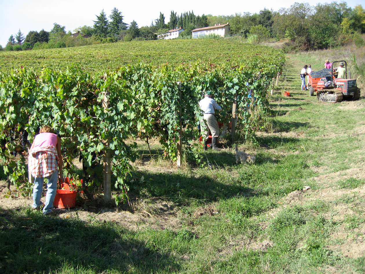 Vendemmia alle Coste