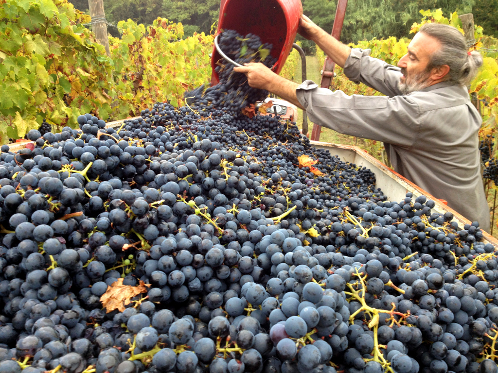 vendemmia Azienda Agricola Morando Silvio