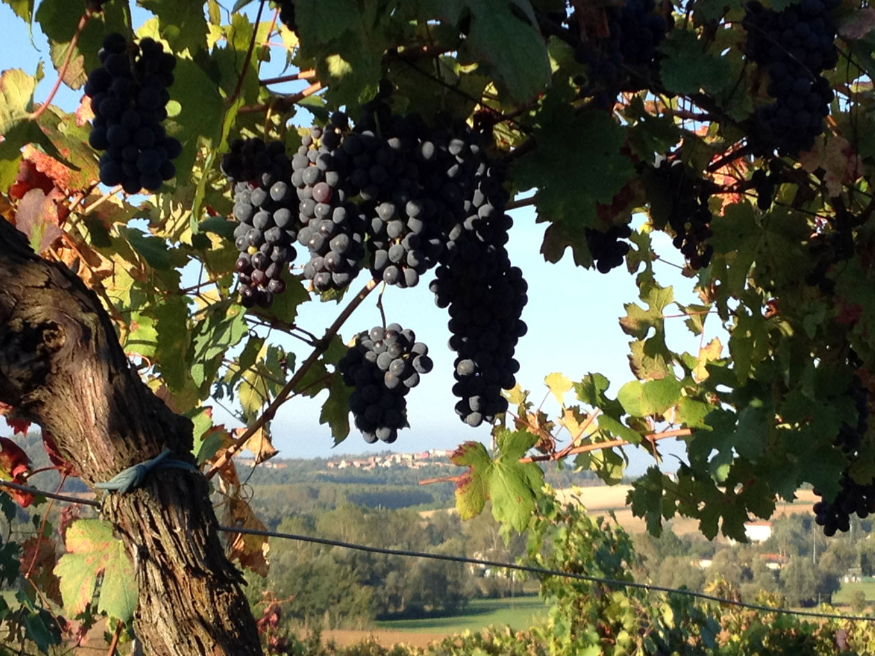 vigneto Azienda Agricola Morando Silvio